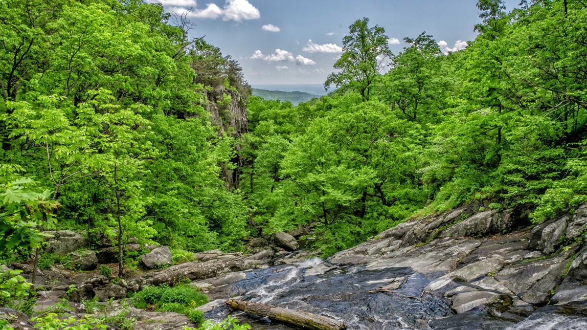 Parc urban verde în Chișinău — arbori și alei