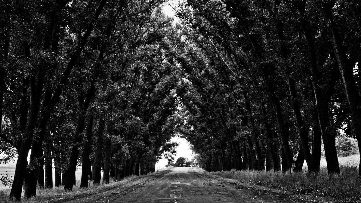 Plantare de arbori tineri într-un cartier al capitalei